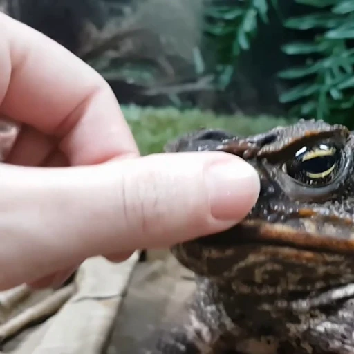 😒 Стикер «Frogggs» для Telegram