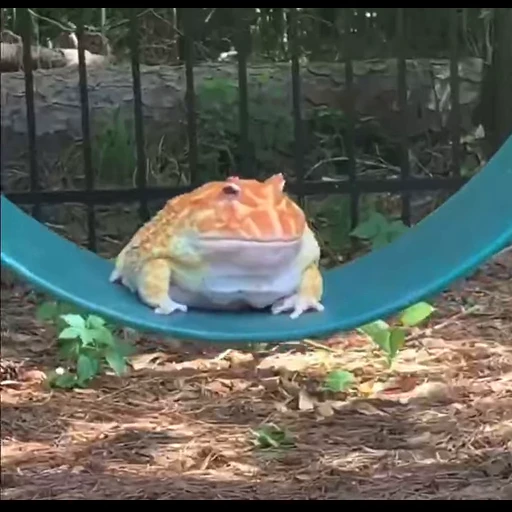 😆 Стикер «Frogggs» для Telegram
