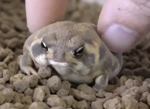 😊 Стикер «Frogggs» для Telegram