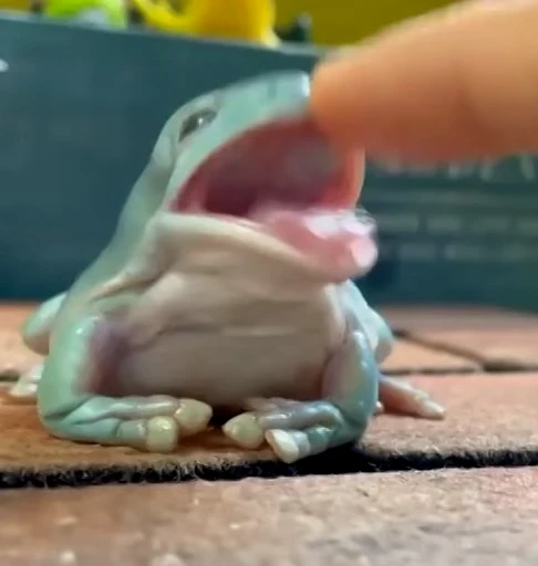 😡 Стикер «Frogggs» для Telegram
