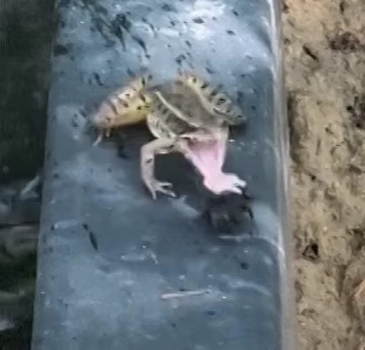 😱 Стикер «Frogggs» для Telegram