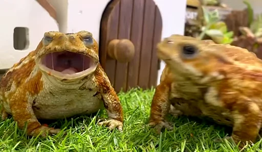 😬 Стикер «Frogggs» для Telegram