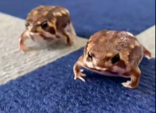 😊 Стикер «Frogggs» для Telegram