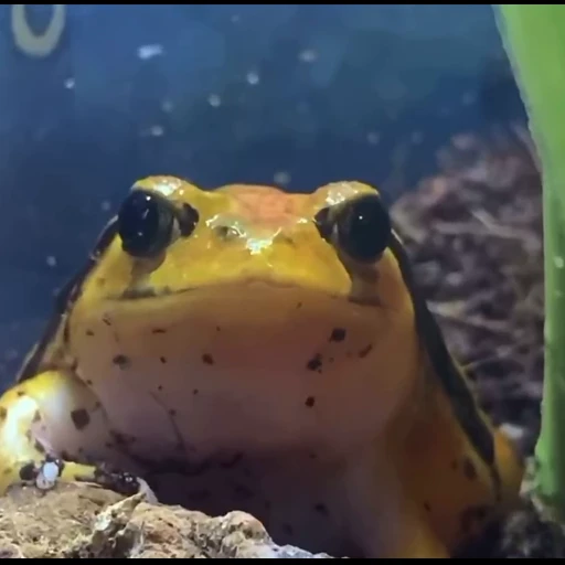 😐 Стикер «Frogggs» для Telegram
