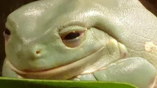 🧐 Стикер «Frogggs» для Telegram