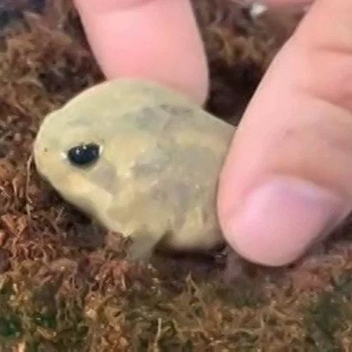 ☺ Стикер «Frogggs» для Telegram