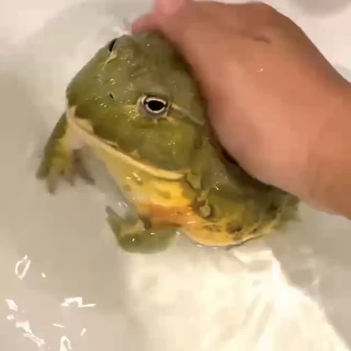 😤 Стикер «Frogggs» для Telegram
