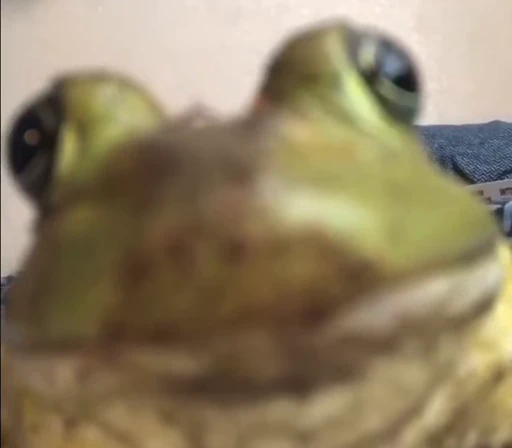 🙃 Стикер «Frogggs» для Telegram