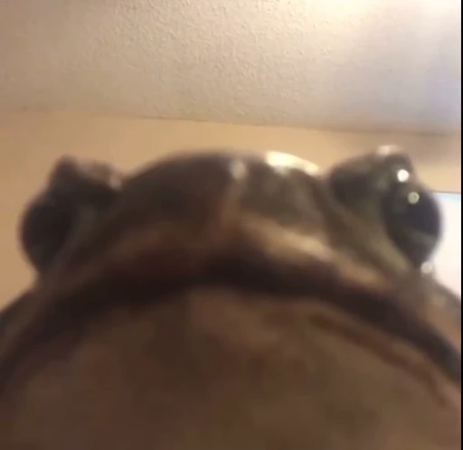 🧐 Стикер «Frogggs» для Telegram