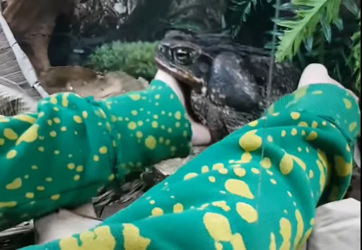 😊 Стикер «Frogggs» для Telegram