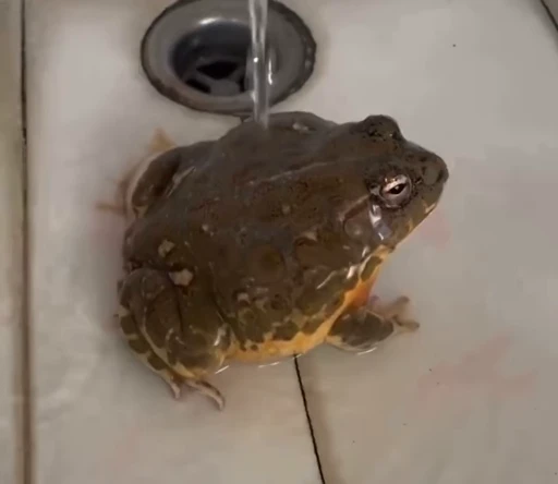 💦 Стикер «Frogggs» для Telegram