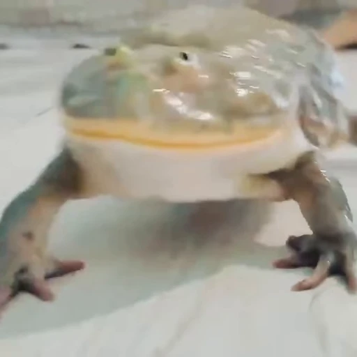 😊 Стикер «Frogggs» для Telegram