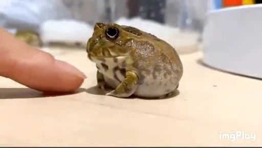 😒 Стикер «Frogggs» для Telegram