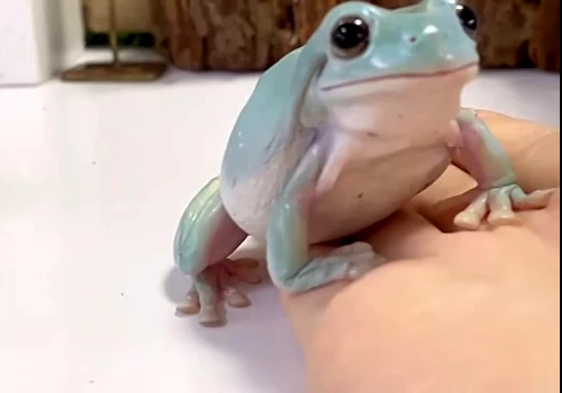 ☺️ Стикер «Frogggs» для Telegram
