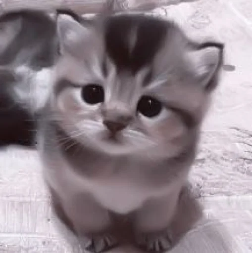 🥠 Стикер «や ??????? ? ;» для Telegram