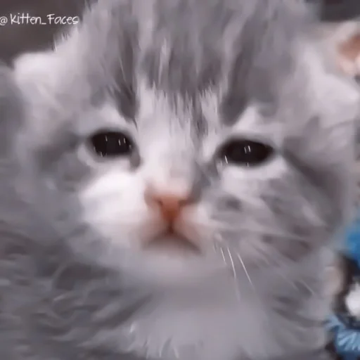 🥠 Стикер «や ??????? ? ;» для Telegram