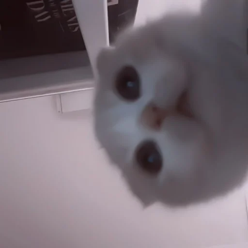 🥠 Стикер «や ??????? ? ;» для Telegram