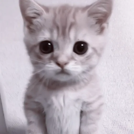 🥠 Стикер «や ??????? ? ;» для Telegram