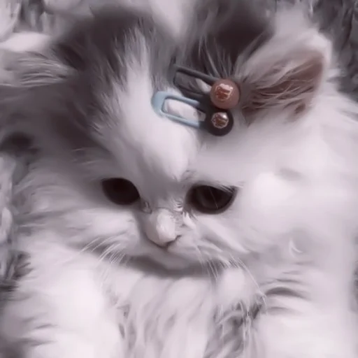 🥠 Стикер «や ??????? ? ;» для Telegram