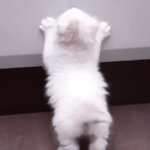 🥠 Стикер «や ??????? ? ;» для Telegram