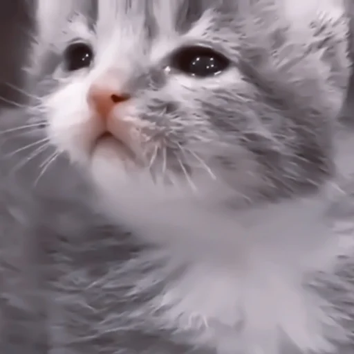 🥠 Стикер «や ??????? ? ;» для Telegram