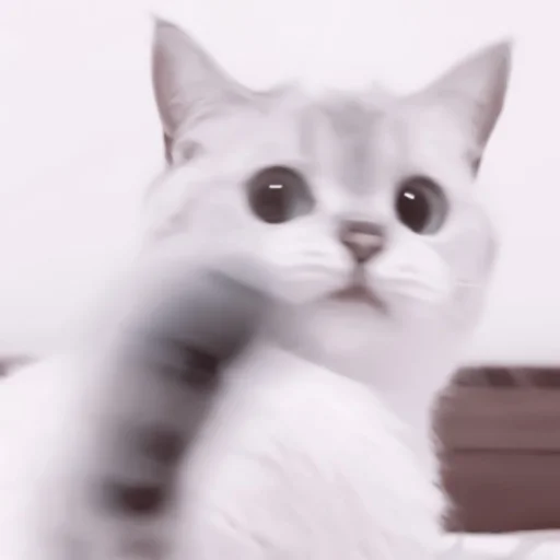 🥠 Стикер «や ??????? ? ;» для Telegram