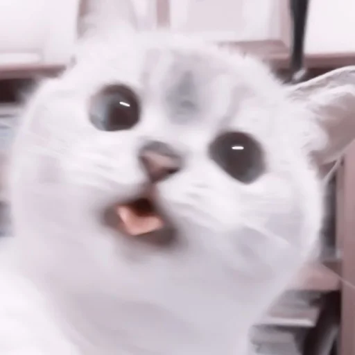🥠 Стикер «や ??????? ? ;» для Telegram