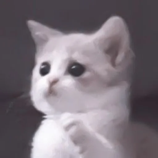 🥠 Стикер «や ??????? ? ;» для Telegram