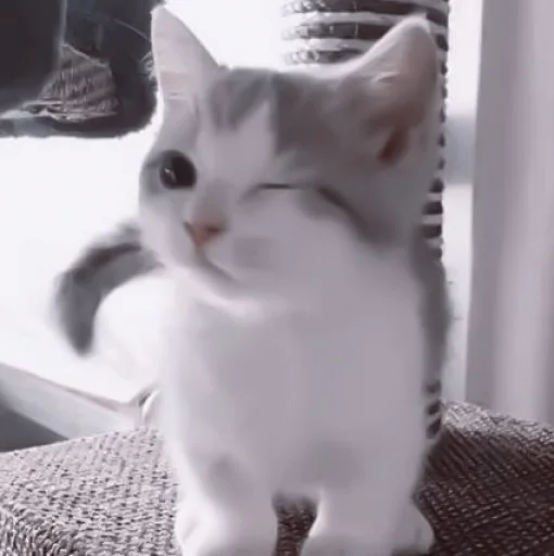 🥠 Стикер «や ??????? ? ;» для Telegram