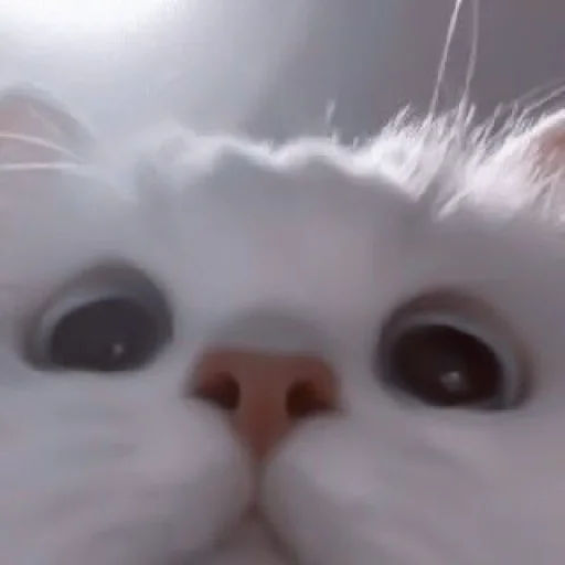 🥠 Стикер «や ??????? ? ;» для Telegram