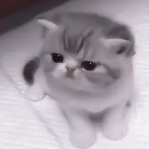 🥠 Стикер «や ??????? ? ;» для Telegram