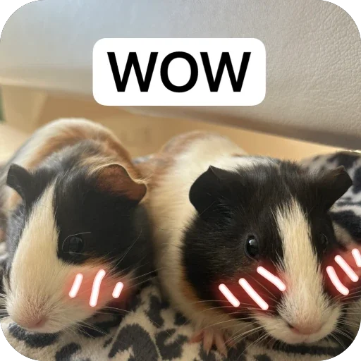 🫥 Стикер «Guinea Pig» для Telegram
