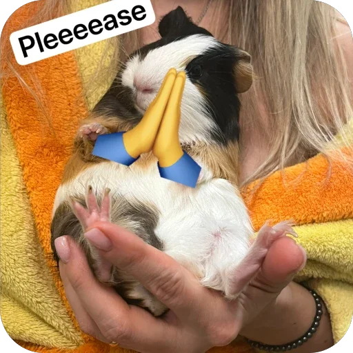 🫥 Стикер «Guinea Pig» для Telegram
