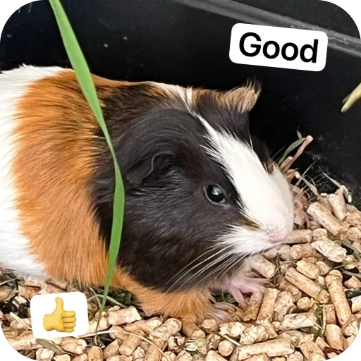 🫥 Стикер «Guinea Pig» для Telegram