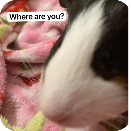 🫥 Стикер «Guinea Pig» для Telegram