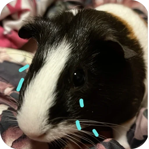 🫥 Стикер «Guinea Pig» для Telegram