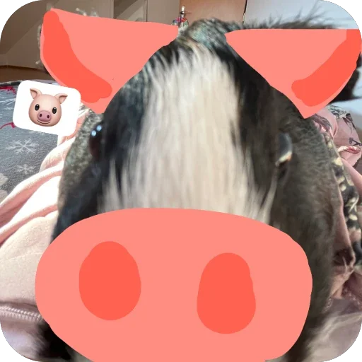 🫥 Стикер «Guinea Pig» для Telegram
