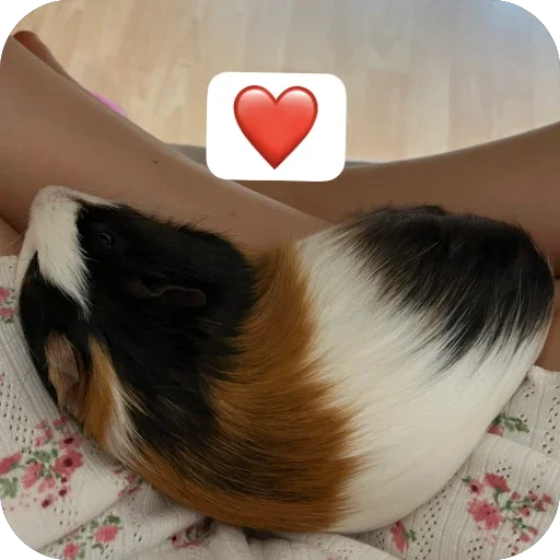 🫥 Стикер «Guinea Pig» для Telegram