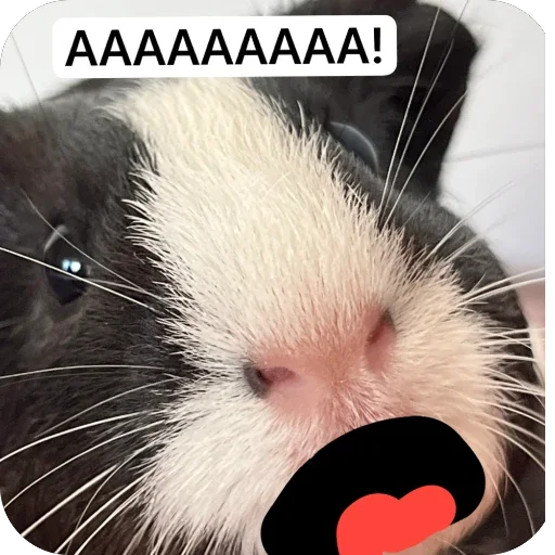 🫥 Стикер «Guinea Pig» для Telegram
