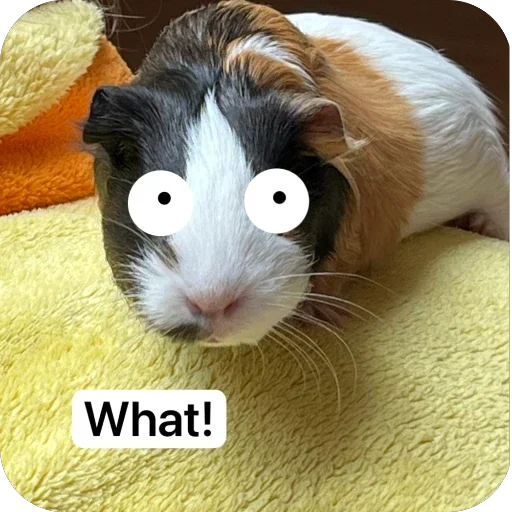 🫥 Стикер «Guinea Pig» для Telegram