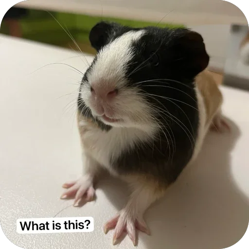 🫥 Стикер «Guinea Pig» для Telegram