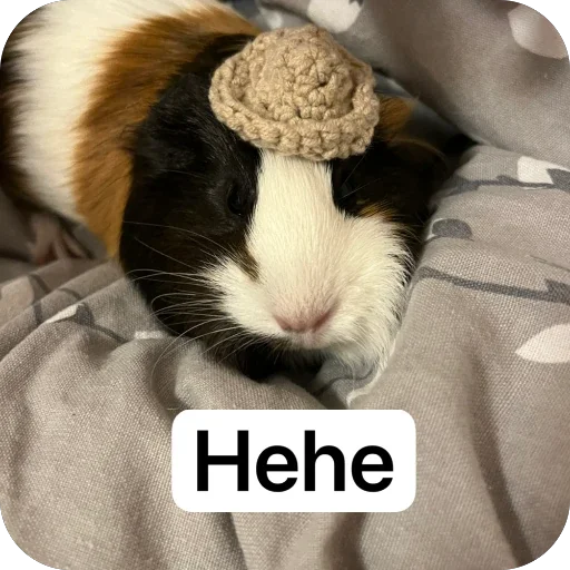 🫥 Стикер «Guinea Pig» для Telegram