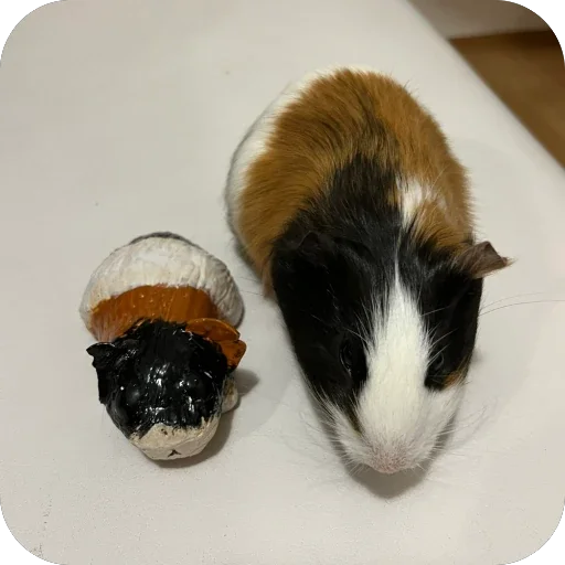 🫥 Стикер «Guinea Pig» для Telegram