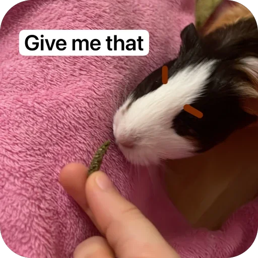 🫥 Стикер «Guinea Pig» для Telegram