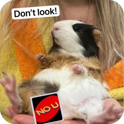 🫥 Стикер «Guinea Pig» для Telegram