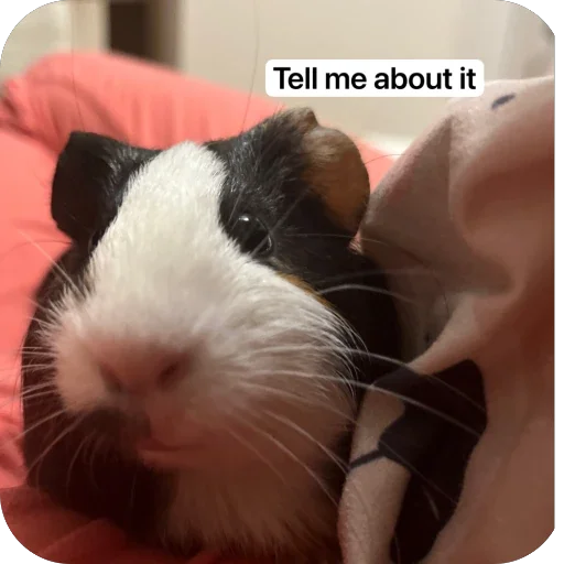 🫥 Стикер «Guinea Pig» для Telegram