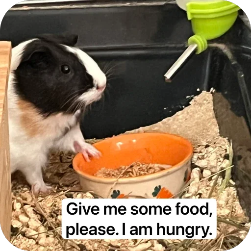 🫥 Стикер «Guinea Pig» для Telegram