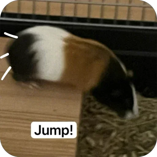 🫥 Стикер «Guinea Pig» для Telegram