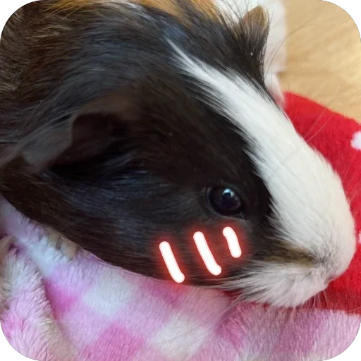 🫥 Стикер «Guinea Pig» для Telegram