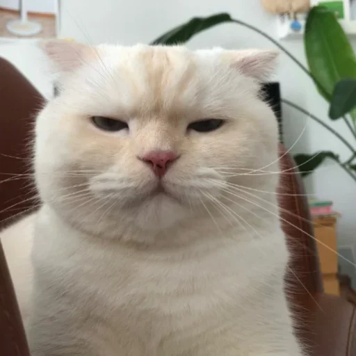 😍 Стикер «my idiotics cat» для Telegram
